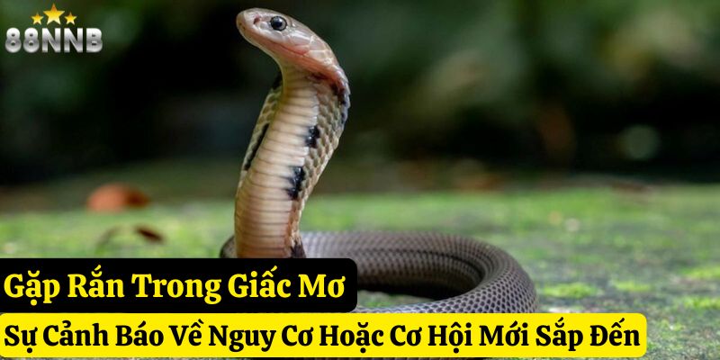 gặp rắn đánh con gì 88nn