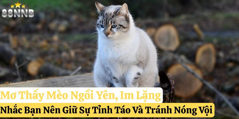 mơ thấy mèo