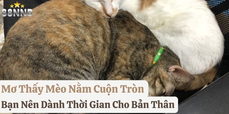 nằm mơ mèo