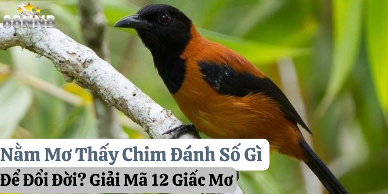 nằm mơ thấy chim đánh số gì 88nn thumb