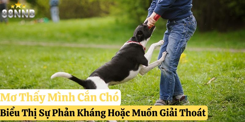 nằm mơ thấy chó cắn