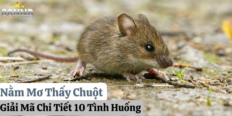 nằm mơ thấy chuột 88nn thumb