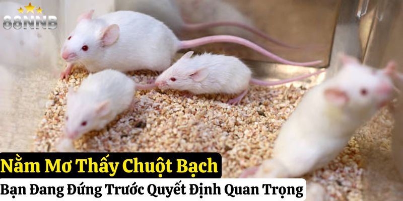 nằm mơ thấy chuột