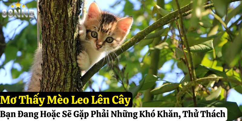 nằm mơ thấy mèo