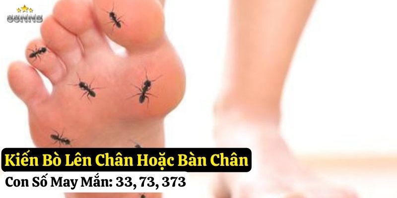 kiến hay bò lên người 88nn