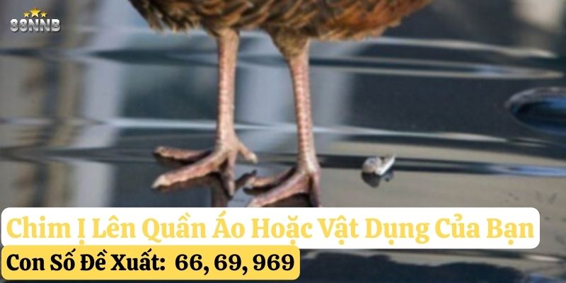 chim ị lên người