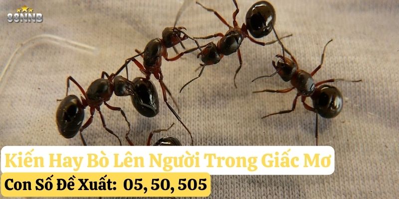 kiến hay bò lên người