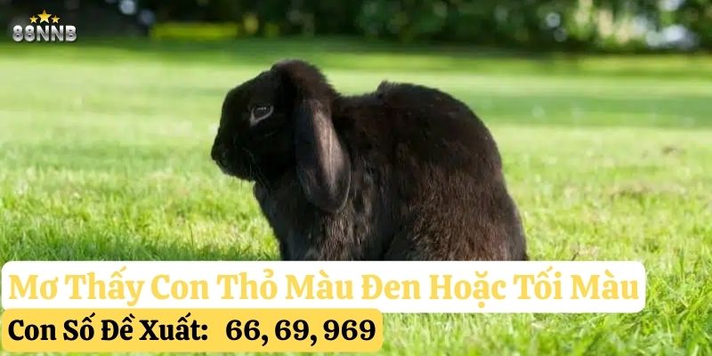 mơ thấy con thỏ 88nn