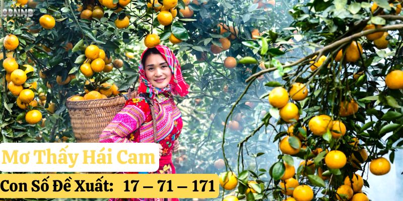 mơ thấy quả cam 88nn