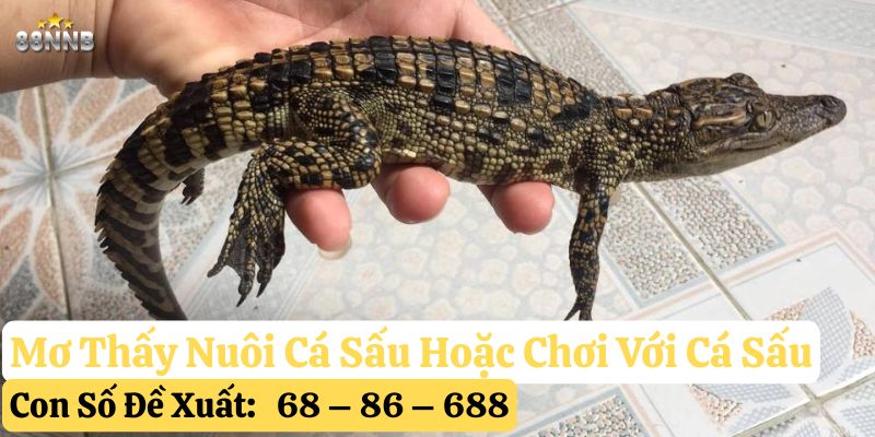 nằm mơ thấy cá sấu 8nn