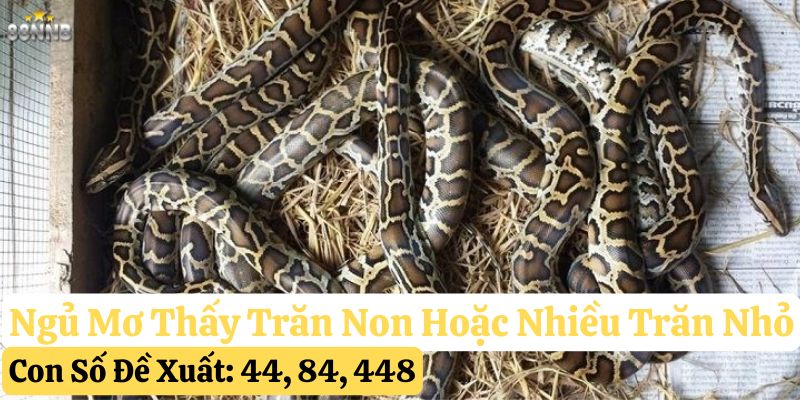 ngủ mơ thấy trăn 88nn