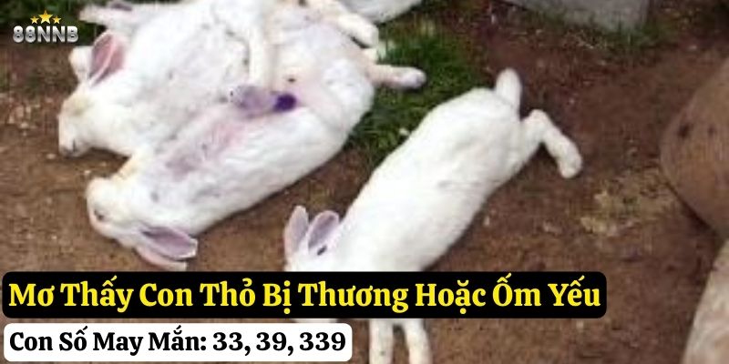 mơ thấy con thỏ