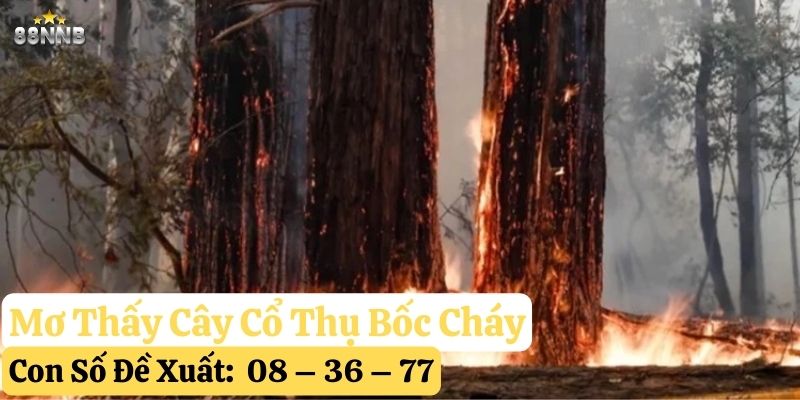 nằm mơ thấy cây cổ thụ 88nn