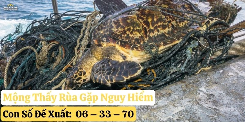 mơ thấy rùa 88nn