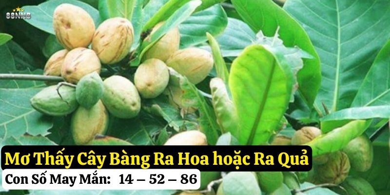 mơ thấy cây bàng