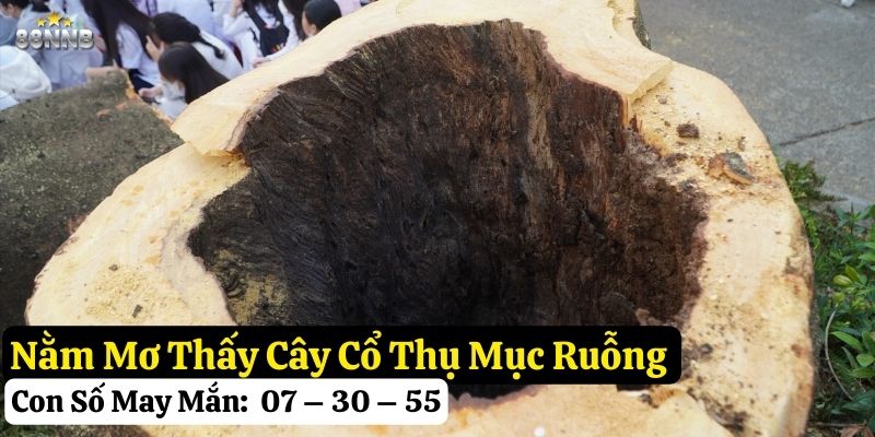 nằm mơ thấy cây cổ thụ