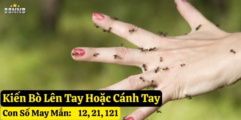 thấy kiến hay bò lên người