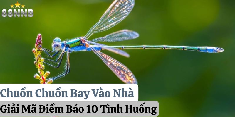 chuồn chuồn bay vào nhà 88nn thumb