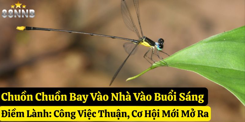 chuồn chuồn bay vào nhà 88nn