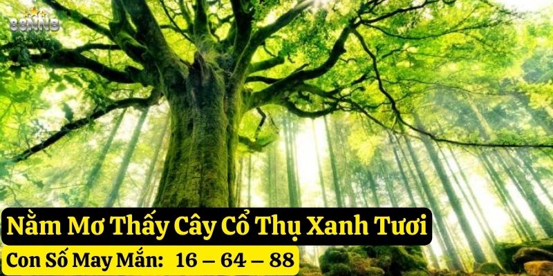 mơ thấy cây cổ thụ