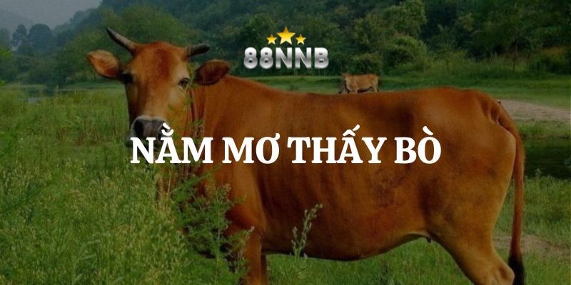 mơ thấy bò 88nn thumb