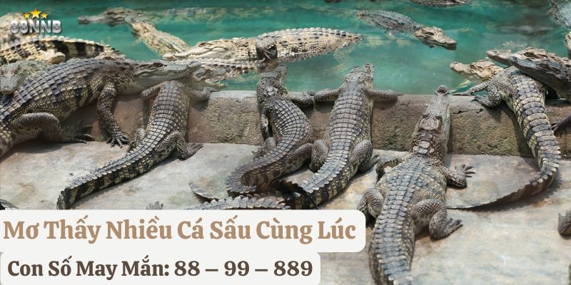 mơ thấy cá sấu