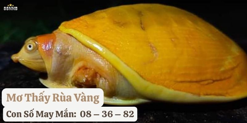 nằm mơ thấy rùa