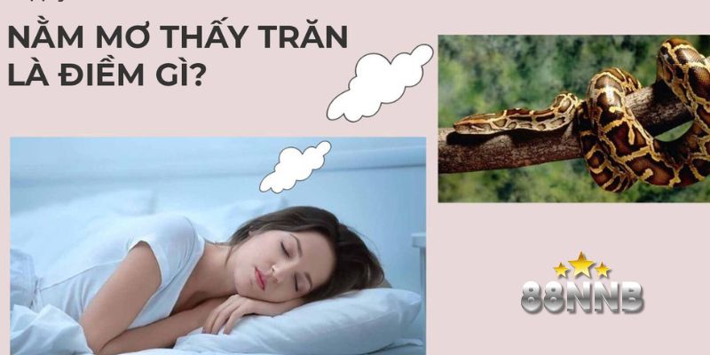 ngủ mơ thấy trăn 88nn thumb
