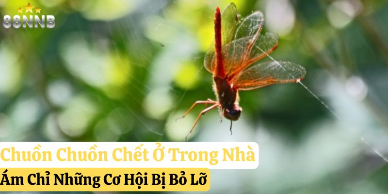 thấy chuồn chuồn bay vào