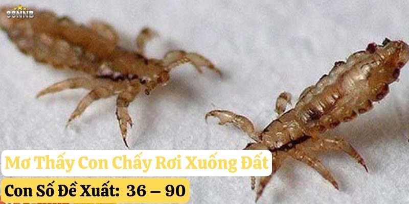 mơ thấy con chấy 88nn