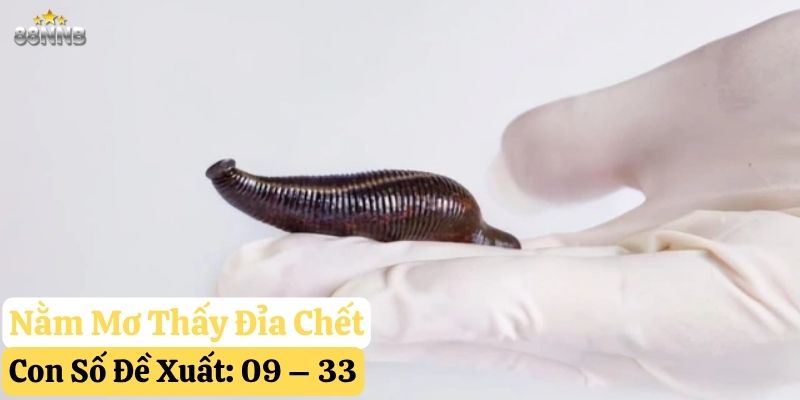 nằm mơ thấy đỉa 88nn