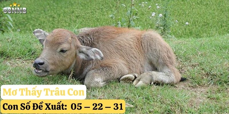 mơ thấy trâu 88nn