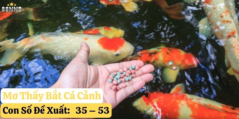 nằm mơ thấy cá cảnh 88nn
