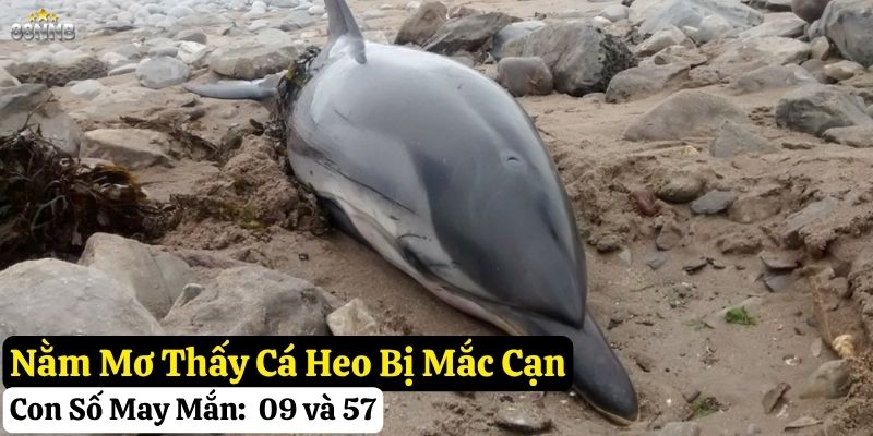 nằm mơ thấy cá heo