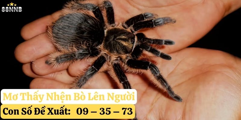 mơ thấy nhện 88nn