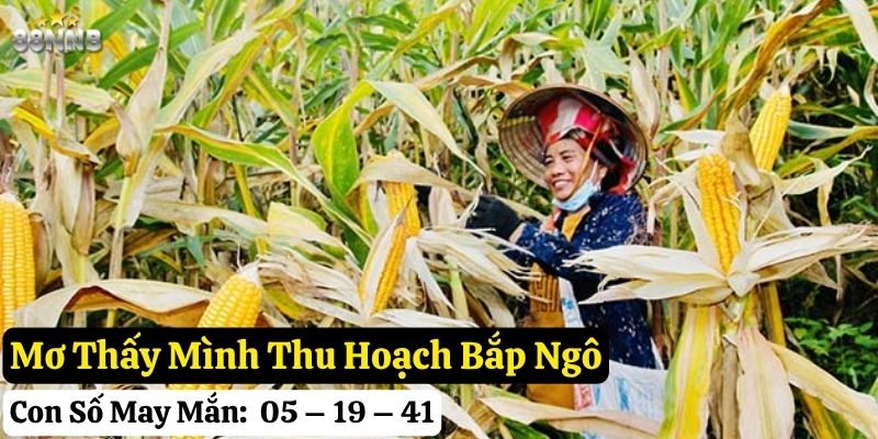 mơ thấy bắp ngô