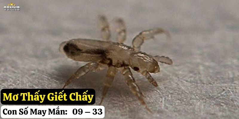 mơ thấy con chấy