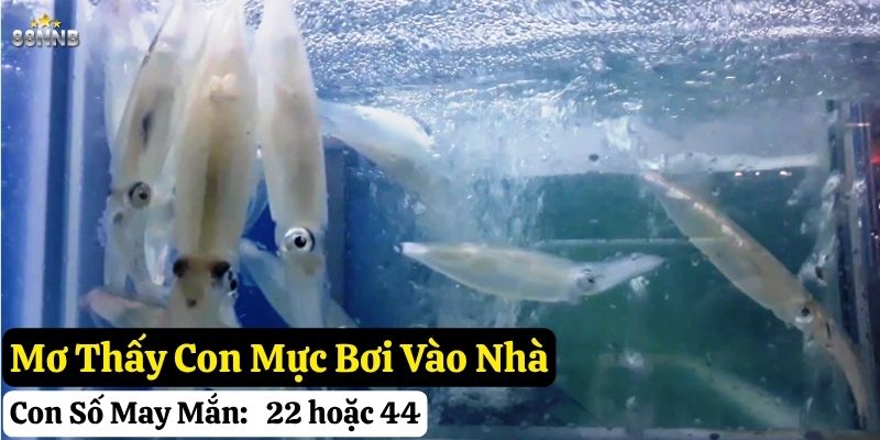 nằm mơ thấy con mực