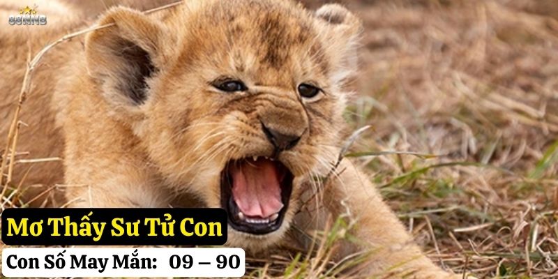 mơ thấy sư tử