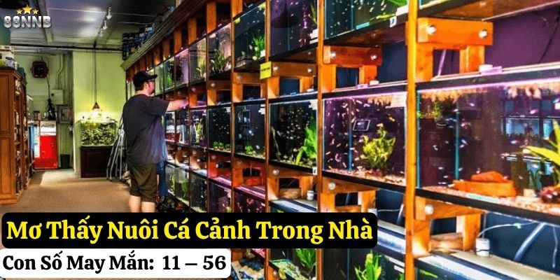 nằm mơ thấy cá cảnh