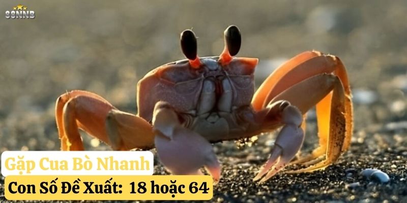 gặp cua bò ngang đường 88nn