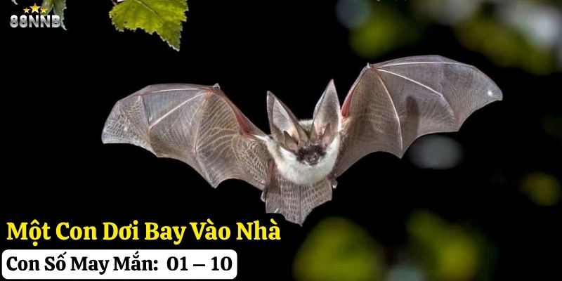 dơi bay vào nhà