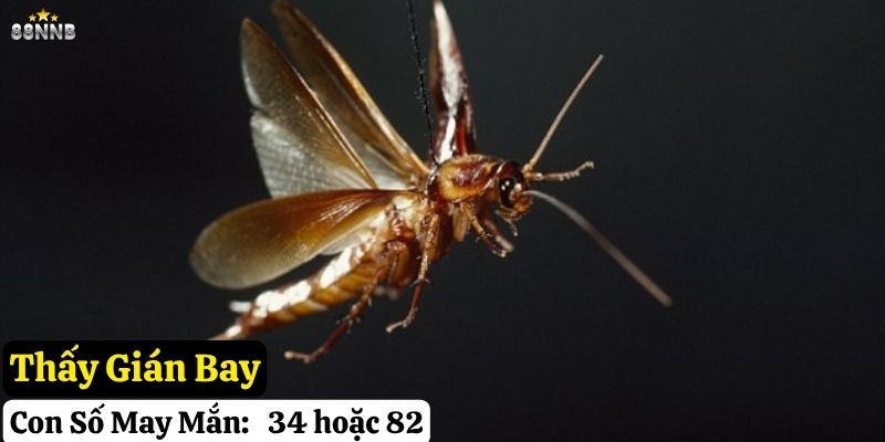 thấy con gián đánh con gì