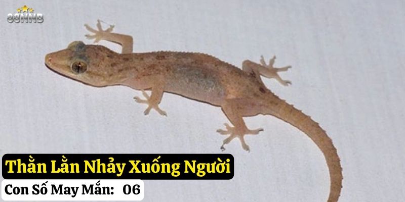 thằn lằn bò vào nhà