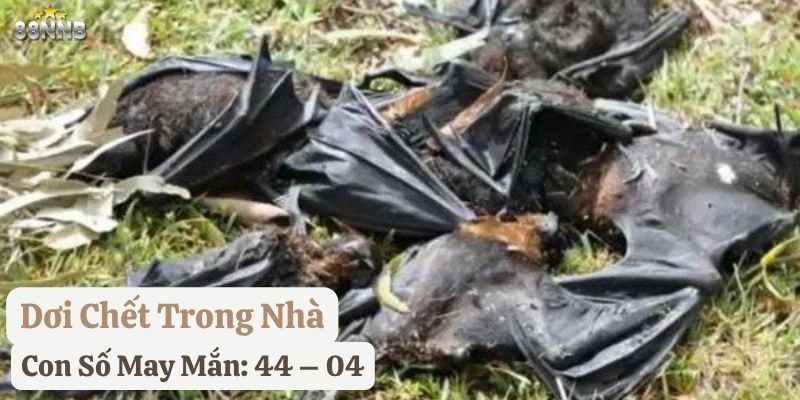 thấy dơi bay vào nhà