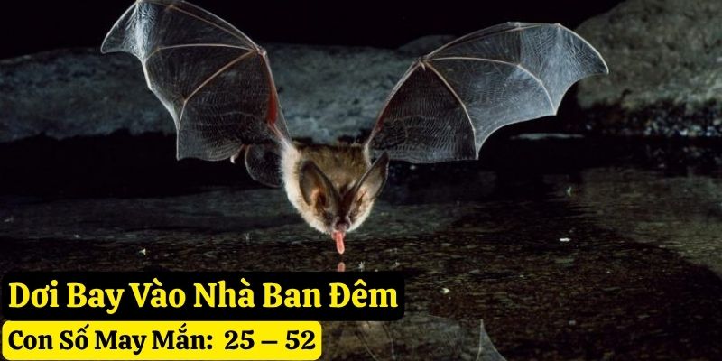 nhìn thấy dơi bay vào nhà