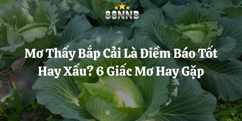 mơ thấy bắp cải 88nn thumb
