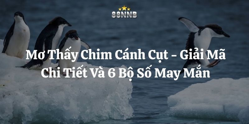 mơ thấy chim cánh cụt 88nn thumb