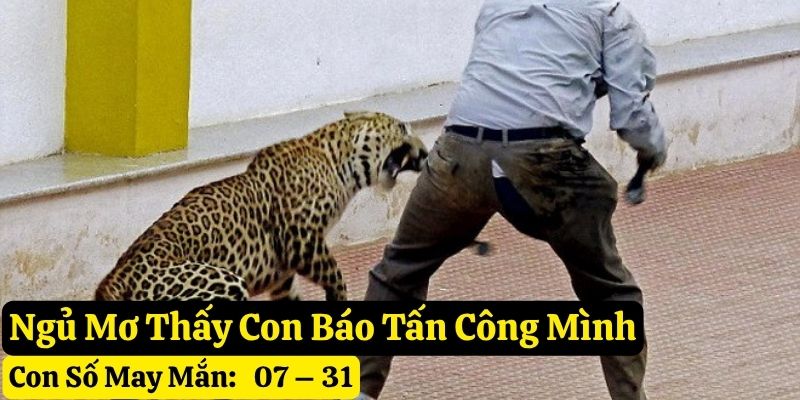 nằm mơ thấy con báo