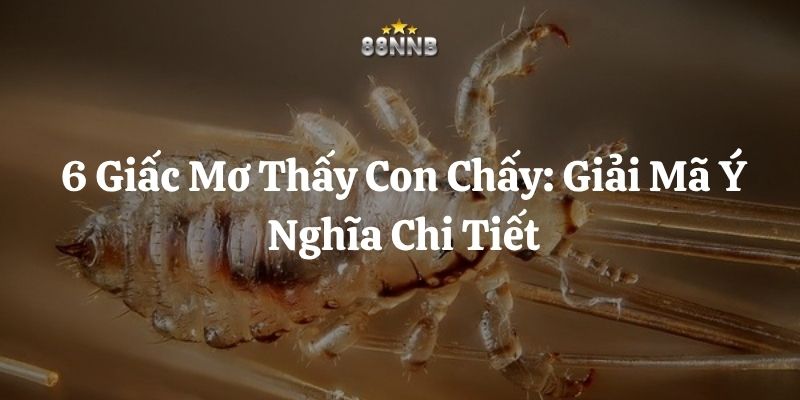 mơ thấy con chấy 88nn thumb